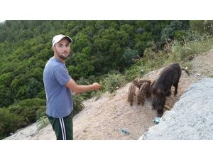 Çaycının Yaban Domuzları İle Dostluğu Görenleri Şaşırtıyor