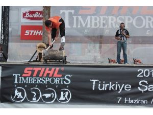 Bu Da Kütük Kesme Yarışması