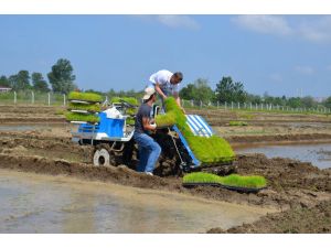 Bafra Ovasında İlk Defa Siyah Pirinç Ekimi Yapıldı