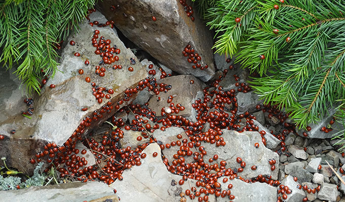 7. Uludaz Uğur Böceği Festivali Coşkuyla Kutlandı