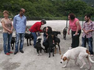 Trabzonda Sahipsiz Köpekler İçin “Bir Kulübe De Sen Yap”