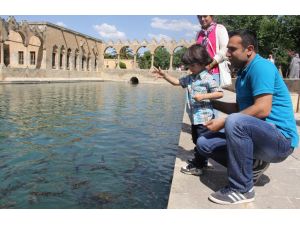 Balıklıgöl’deki Balıkların Diyeti Sona Erdi