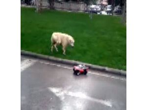 Köpeğin Oyuncak Arabayla İmtihanı