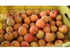 Mutta Kayısı Altın Yılını Yaşıyor