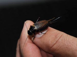  Cırcır Böceği Türk Girişimcinin Hizmetinde