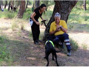 Sokak Köpekleri Hayat Kurtaracak