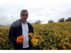 Her Yerde Sarı Açan Çiçekler Burada Kırmızı Açıyor