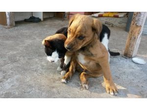 (Özel Haber) Bunlar Da Kanka Kedi Köpek