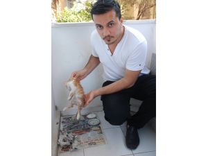 Yaralı Sokak Kedisi İçin 165 Tl’lik Fatura