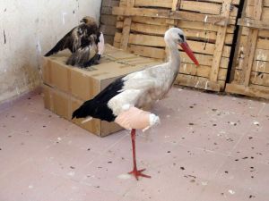 Yozgat Belediyesi Geçici Hayvan Barınağı Kuşlar Ve Köpeklerin Yuvası Oldu