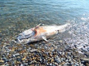 Bozyazı’da Ölü Orkinoslar Sahile Vurdu