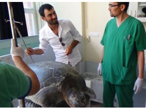 Yaralı Kaplumbağalar Hatayda Tedavi Ediliyor