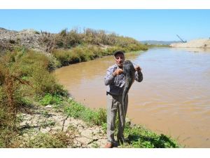 Gediz Nehri’nde Korkutan Balık Ölümleri