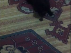 Avcı Kedi Yarasayı Böyle Yakaladı