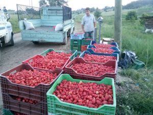 (Özel) Uludağ Çileği Ucuzladı