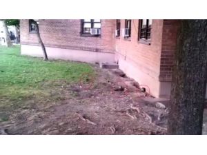 New York’u Fareler Bastı