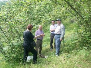 Ordu’da Organik Fındık Üretimi Artıyor