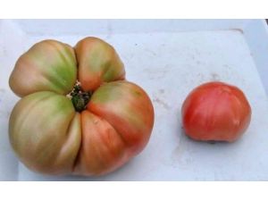 Kiloluk Pembe Domates Seraların Gözdesi Oldu