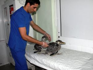 (Haber Özel) Yüz Yıllık Çınar Devrildi