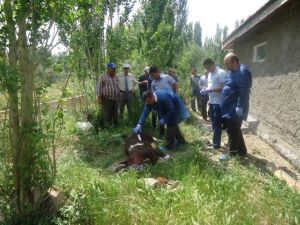 Kırıkkalede Şarbon Paniği