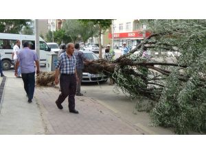 Karaman’da Şiddetli Rüzgar Ağaçları Devirdi
