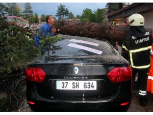 Karabük’te Rüzgar Ağaçları Kökünden Devirdi