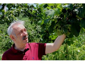 Fındıkta Verim Arttırılıyor