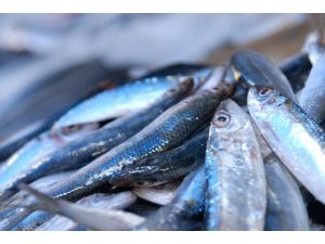 Tam 20 Ülkeye İhraç Ettik