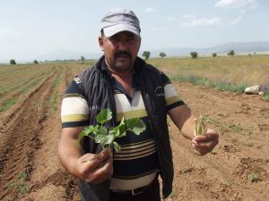 Kavun Karpuz Diyarı Akalan Ovasını Çekirgeler Bastı