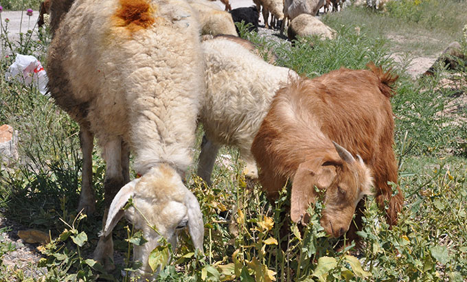Nurhak’ta Hayvancılığa ‘Güven Ortamı’ Dopingi