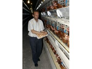 Yumurta İhracatına Işid Engeli