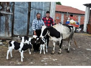 Kocaeli’de Gebe İnek Üçüz Doğurdu