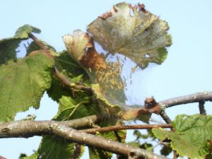 Fındık Üreticilerine Amerikan Beyaz Kelebeği Uyarısı