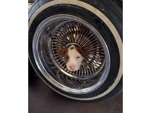 Kafasını Janta Sıkıştıran Köpeği İtfaiye Kurtardı