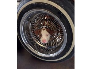 Yaramaz Köpek Kafasını Janta Sıkıştırdı