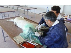 Malaklı Cinsi Köpeğe Fıtık Ameliyatı