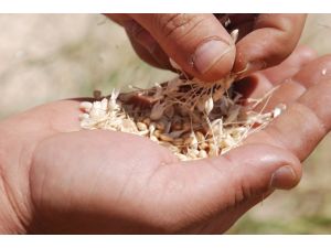 Borsada Buğday İhalesi