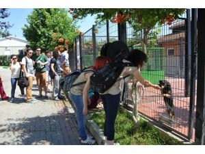 Alman Veteriner Adayları Osmangazi Belediyesi’nin Hayvan Barınağına Hayran Kaldı