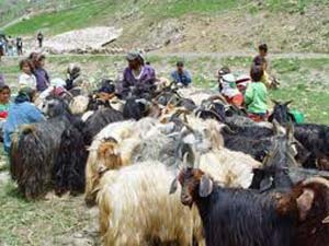 Hayvancılık yerleşim merkezinde yapılmamalı