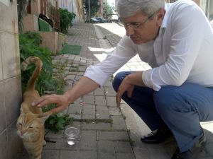(Özel Haber) Sıcaklar Hem Vatandaşları, Hem Sokak Hayvanlarını Bunalttı