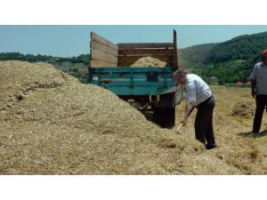 Çaycuma’da Buğday Hasadı Yapıldı