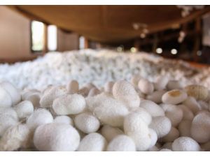  Planlı Çalışmayla İpek Böcekçiliğinden Çok Para Kazanılabilir