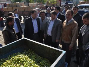 Zeytin Ve Zeytinyağının Önemi