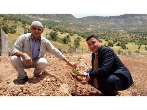 Gabar Dağı Eteklerinde Fıstık, Fındık Ve Zeytin Bahçeleri Yeşeriyor