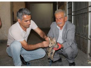 Siirt’te Bulunan Çakal Yavrusu Koruma Altına Alındı