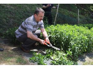 Şekere Göre Yüzde 300 Daha Tatlı Ve Kalorisiz