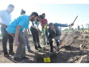 Sivasta Ölen 33 Kişi İçin Diyarbakırda 33 Fidan Dikildi