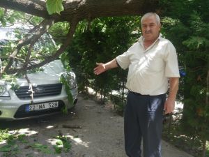 Ağacın Gövdesi Park Halindeki Araçların Üzerine Düştü