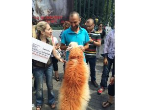 Hayvan Severler Yeni Tasarıyı Protesto Etti