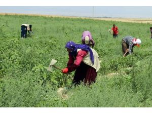 Onların Ramazan’da Sıcakla İmtihanı